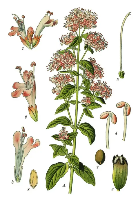 Framed Print : Oregano, sweet marjoram, marjoram Framed Print : Oregano, sweet marjoram, marjoram