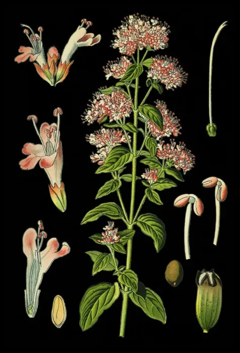 Framed Print : Oregano, sweet marjoram, marjoram