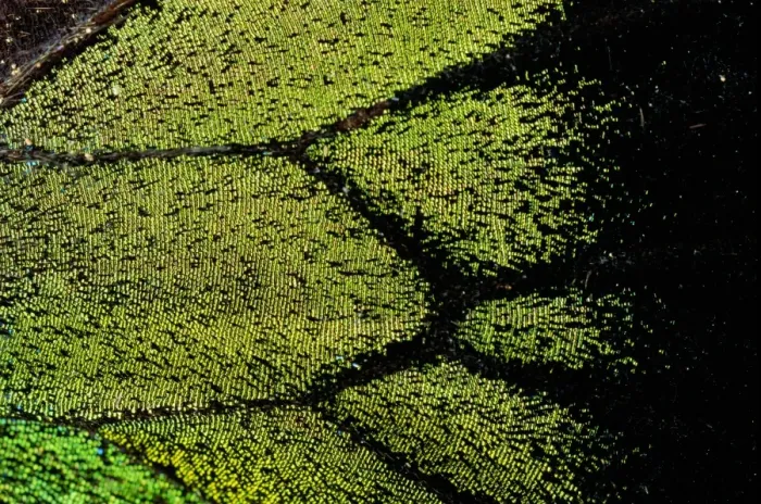 Framed Print : Oregon swallowtail (Papilio oregonius) wing detail Framed Print : Oregon swallowtail (Papilio oregonius) wing detail