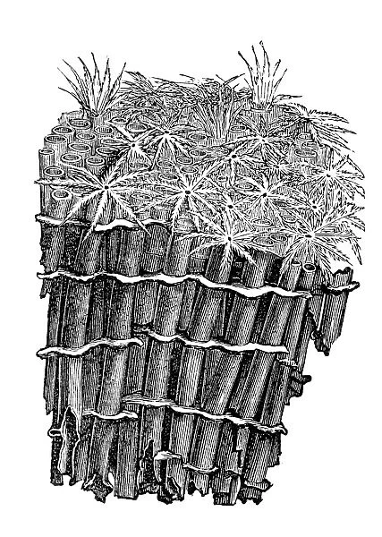 The Organ pipe coral (Tubipora musica)