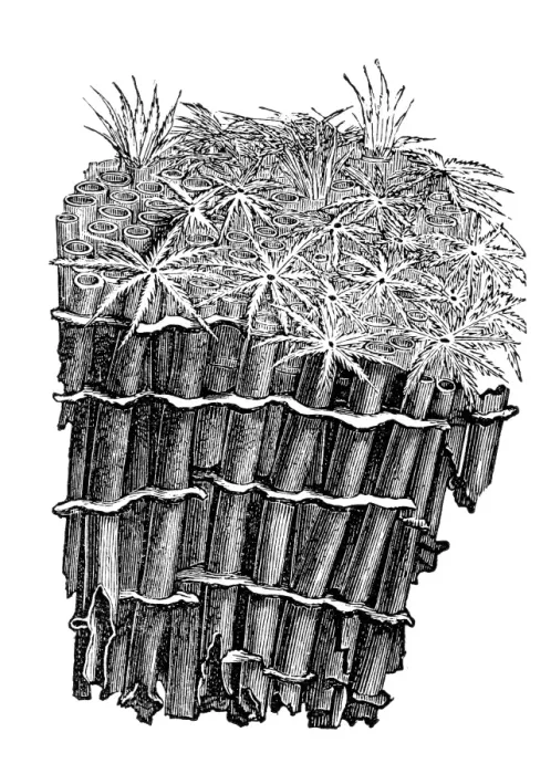 Framed Print : The Organ pipe coral (Tubipora musica) Framed Print : The Organ pipe coral (Tubipora musica)
