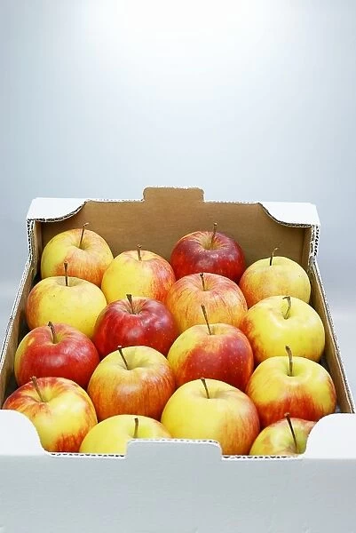 Organic apples, Jonagold, in a carton
