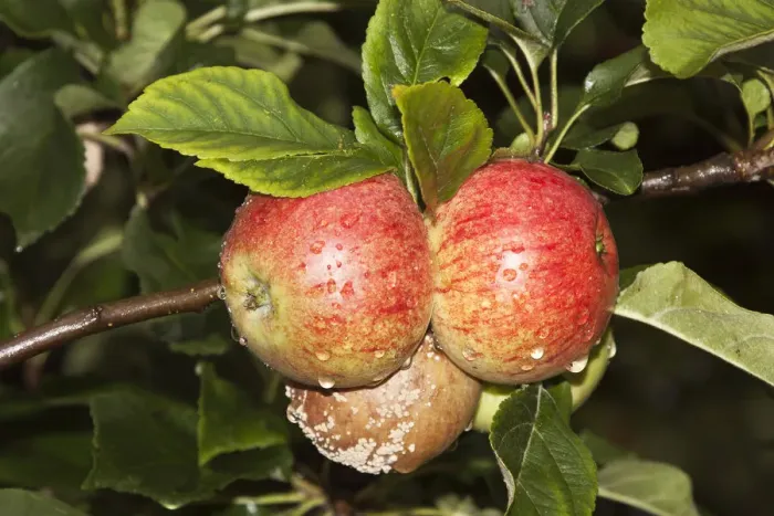 Framed Print : Organic apples, mould, rot, crop failure Framed Print : Organic apples, mould, rot, crop failure