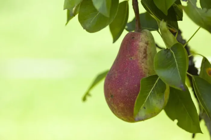 Framed Print : Organic pear on the tree, close-up Framed Print : Organic pear on the tree, close-up