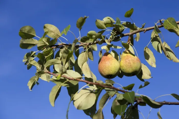 Framed Print : Organic pears on the tree Framed Print : Organic pears on the tree