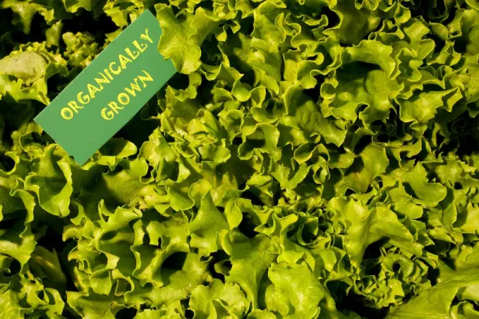 Framed Print : Organic produce, green lettuce, Waterloo, Quebec, Canada, North America Framed Print : Organic produce, green lettuce, Waterloo, Quebec, Canada, North America