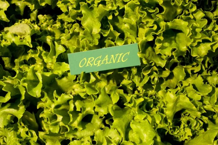 Framed Print : Organic produce, green lettuce, Waterloo, Quebec, Canada, North America Framed Print : Organic produce, green lettuce, Waterloo, Quebec, Canada, North America