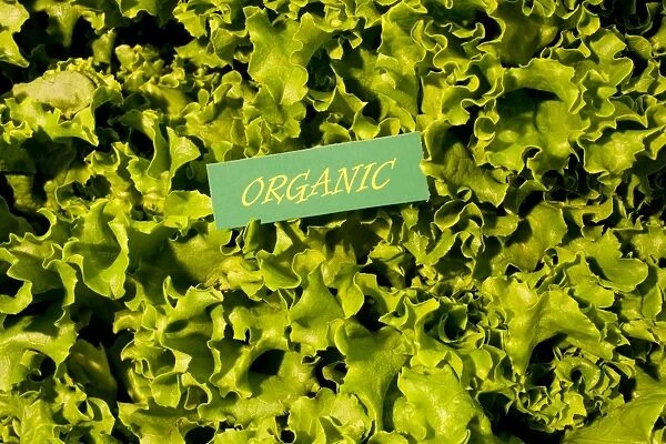 Organic produce, green lettuce, Waterloo, Quebec, Canada, North America