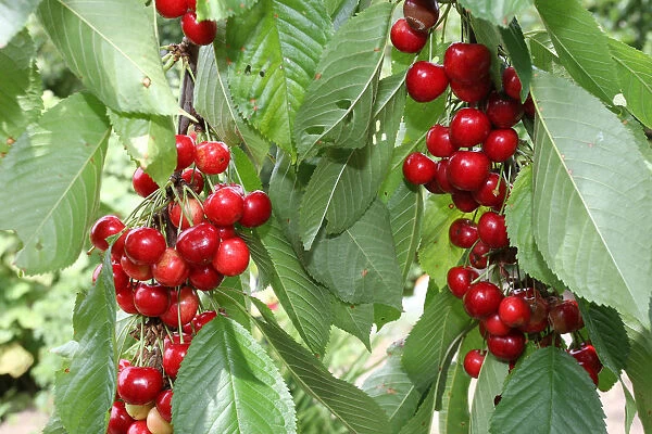 Organic Wild cherry, Sweet cherry or Gean -Prunus avium-, Allgaeu, Bavaria, Germany, Europe
