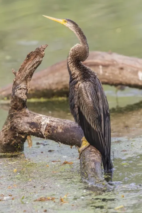 Framed Print : Oriental Darter -Anhinga melanogaster-, Keoladeo National Park, Rajasthan, India Framed Print : Oriental Darter -Anhinga melanogaster-, Keoladeo National Park, Rajasthan, India