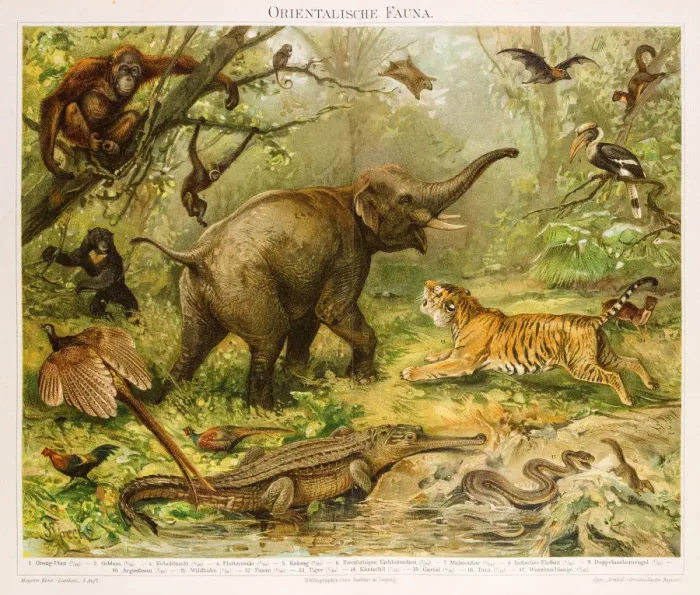 Framed Print : Oriental fauna Chromolithograph 1896 Framed Print : Oriental fauna Chromolithograph 1896