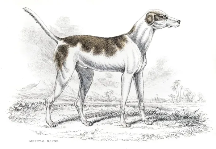 Framed Print : Oriental hound engraving 1840 Framed Print : Oriental hound engraving 1840