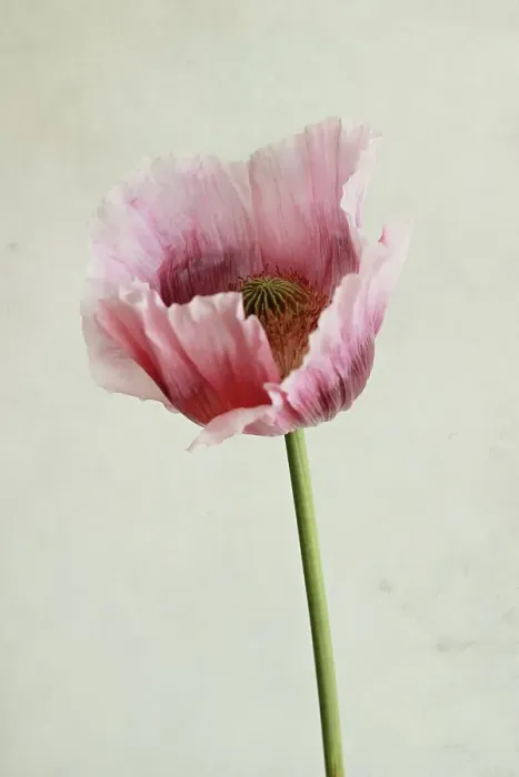 Framed Print : Oriental poppy Framed Print : Oriental poppy