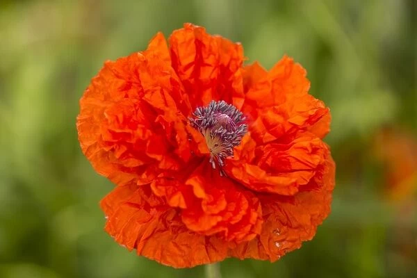 Oriental Poppy -Papaver orientale-, Northumberland, England, United Kingdom