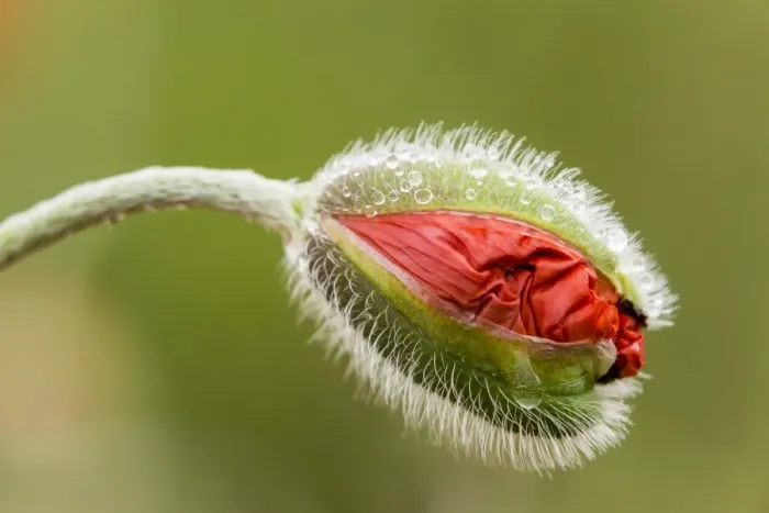 Framed Print : Oriental Poppy -Papaver orientale-, bud, Northumberland, England, United Kingdom Framed Print : Oriental Poppy -Papaver orientale-, bud, Northumberland, England, United Kingdom