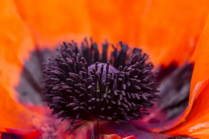 Framed Print : Oriental Poppy -Papaver orientale-, Northumberland, England, United Kingdom Framed Print : Oriental Poppy -Papaver orientale-, Northumberland, England, United Kingdom