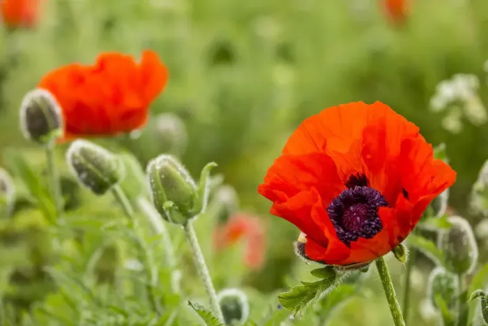 Framed Print : Oriental Poppy -Papaver orientale-, Northumberland, England, United Kingdom Framed Print : Oriental Poppy -Papaver orientale-, Northumberland, England, United Kingdom