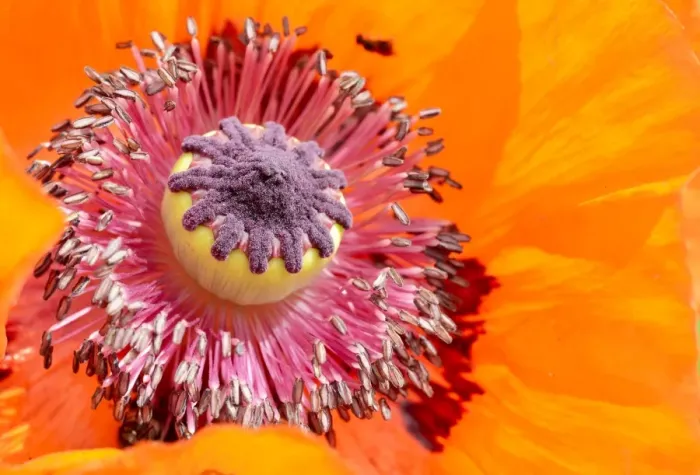 Framed Print : Oriental Poppy -Papaver orientale-, detail of a flower, Bavaria, Germany Framed Print : Oriental Poppy -Papaver orientale-, detail of a flower, Bavaria, Germany