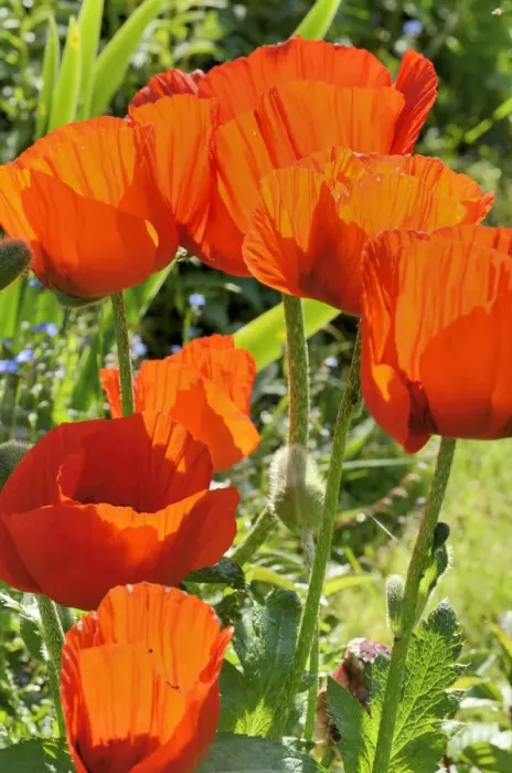 Framed Print : Oriental Poppy -Papaver orientale-, flowering, Bavaria, Germany