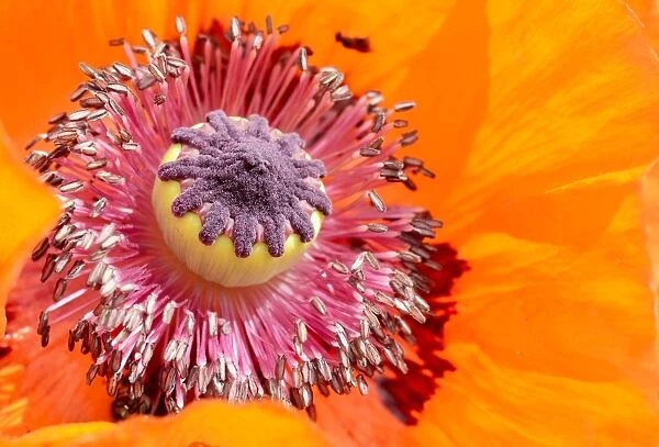 Oriental Poppy -Papaver orientale-, detail of a flower, Bavaria, Germany