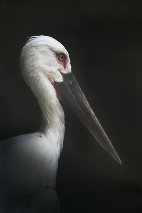 Framed Print : Oriental Stork Portrait Framed Print : Oriental Stork Portrait