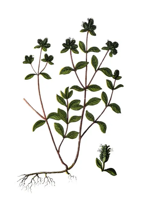 Framed Print : Origanum majorana, Marjoram, pot marjoram, sweet marjoram and knotted marjoram Framed Print : Origanum majorana, Marjoram, pot marjoram, sweet marjoram and knotted marjoram