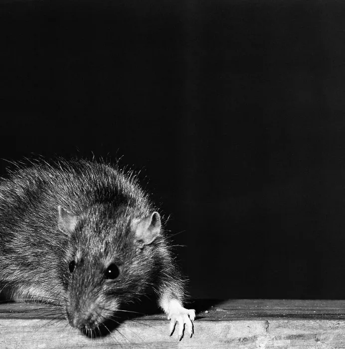 Framed Print : Rat. (Original Caption). Close-up of a rat Framed Print : Rat. (Original Caption). Close-up of a rat