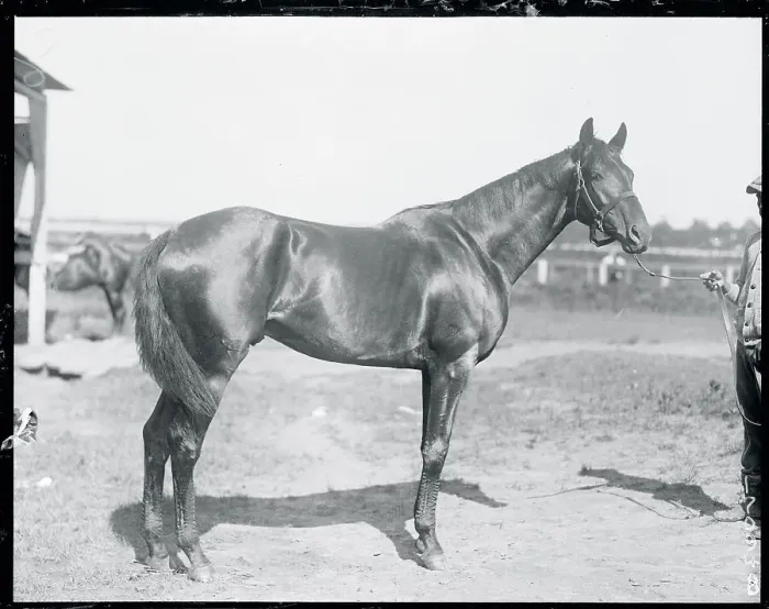 Framed Print : Colt. (Original Caption). A Contender for Morvich's Crown Framed Print : Colt. (Original Caption). A Contender for Morvich's Crown