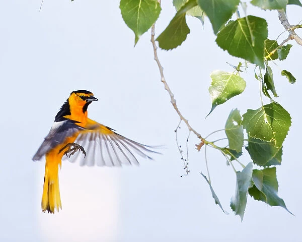 Oriole Flies To Branch