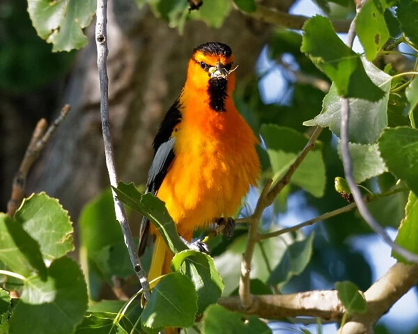Oriole Poses With Bugs In Its Beak