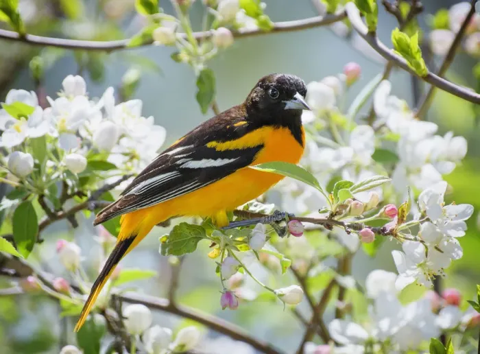 Framed Print : Oriole in Spring Flowers at Babylon, Long Island Framed Print : Oriole in Spring Flowers at Babylon, Long Island