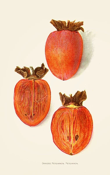 Ormond persimmon illustration 1892