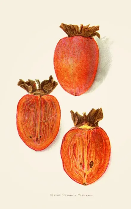 Framed Print : Ormond persimmon illustration 1892 Framed Print : Ormond persimmon illustration 1892
