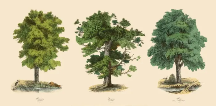 Framed Print : Ornamental Trees in the Forest, Victorian Botanical Illustration Framed Print : Ornamental Trees in the Forest, Victorian Botanical Illustration