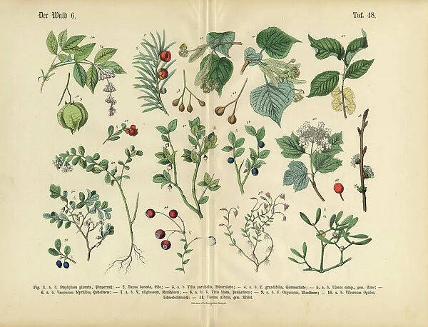 Ornamental Trees, Shrubs and Plants, Victorian Botanical Illustration