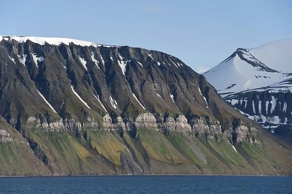 Ornithocoprophilous vegetation below the bird cliffs of Fuglefjellet, Isfjorden, Grumantbyen, Spitsbergen Island, Svalbard Archipelago, Svalbard and Jan Mayen, Norway
