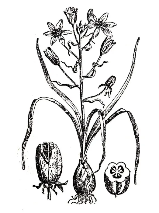 Framed Print : Ornithogale or Ornithogalum Framed Print : Ornithogale or Ornithogalum