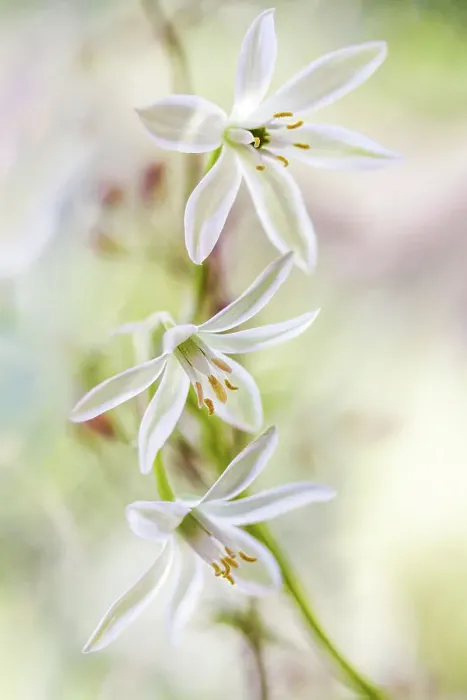 Framed Print : Ornithogalum Framed Print : Ornithogalum