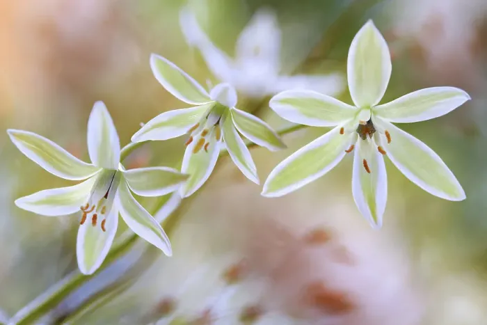 Framed Print : Ornithogalum Framed Print : Ornithogalum