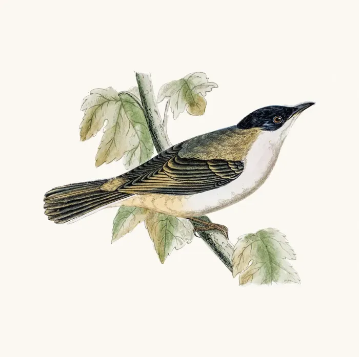 Framed Print : Orphean warbler