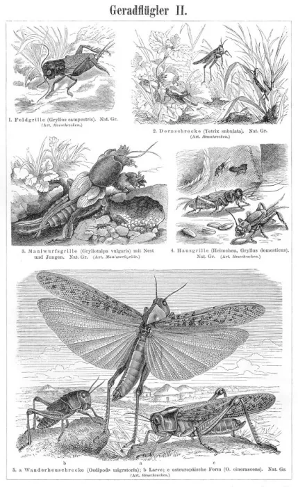 Framed Print : Orthoptera insects engraving 1895