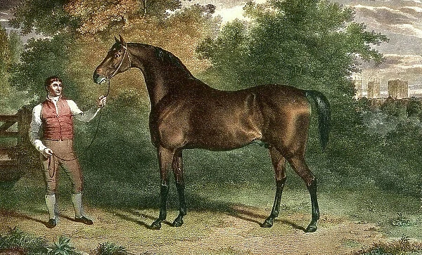 Orville a British Thoroughbred racehorse and sire, Early 19th Century