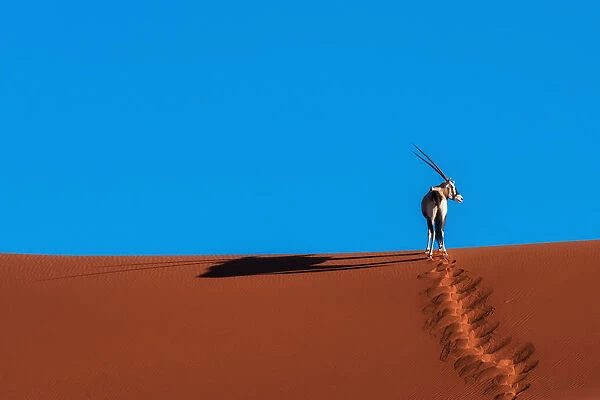 Oryx Antelope at the Namib desert