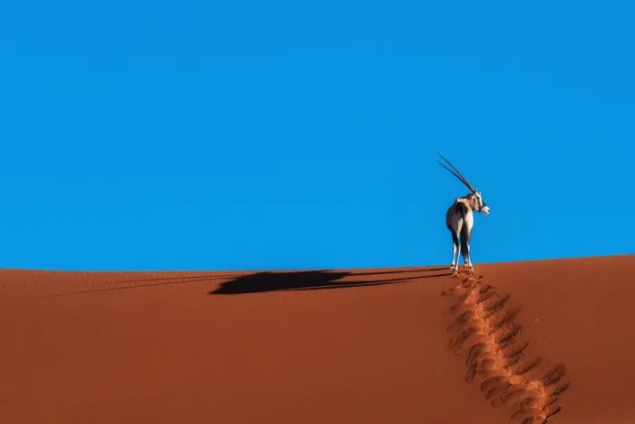 Framed Print : Oryx Antelope at the Namib desert Framed Print : Oryx Antelope at the Namib desert