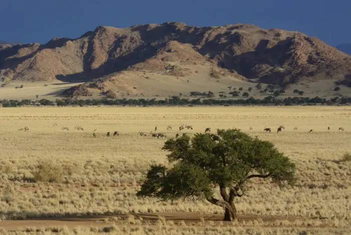 Framed Print : Oryx antilopes -Oryx- grazing in a steppe landscape or veldt, Namib, Hardap Region, Namibia