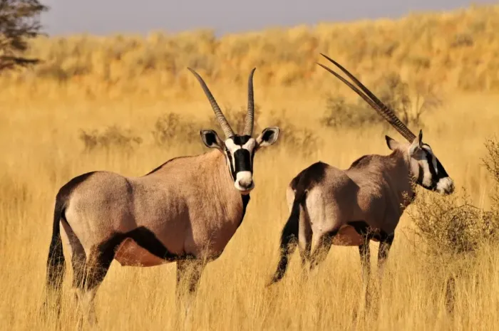 Framed Print : Oryx or Gemsbok (Oryx gazella) in the high grass of the Kgalagadi Transfrontier Park, Kalahari, South Africa, Africa Framed Print : Oryx or Gemsbok (Oryx gazella) in the high grass of the Kgalagadi Transfrontier Park, Kalahari, South Africa, Africa