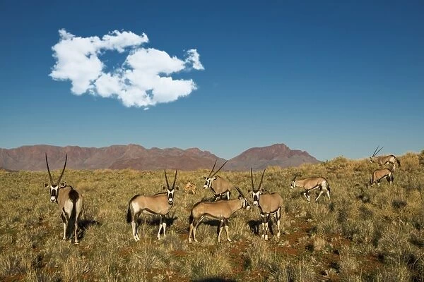 Oryx herd, Namibia