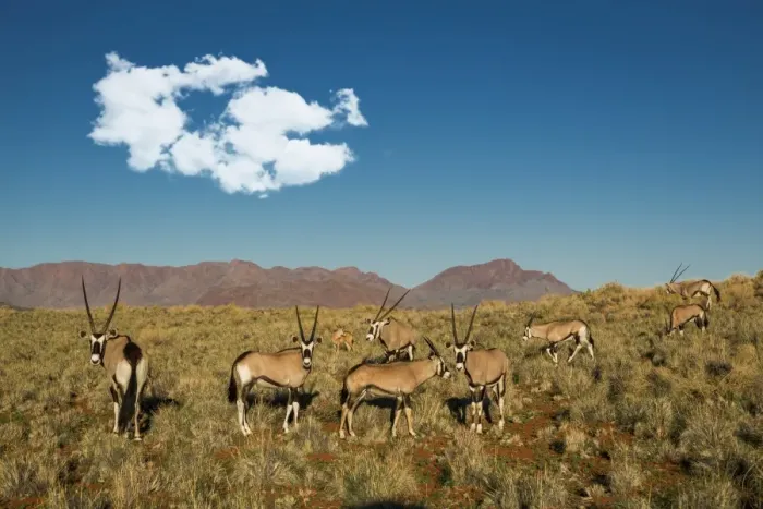 Framed Print : Oryx herd, Namibia Framed Print : Oryx herd, Namibia