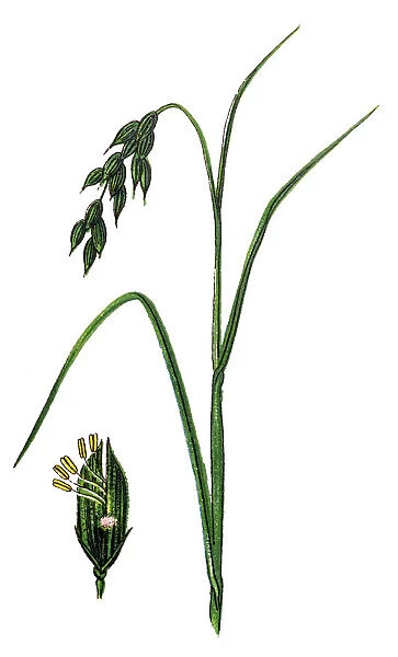 Oryza sativa, commonly known as Asian rice