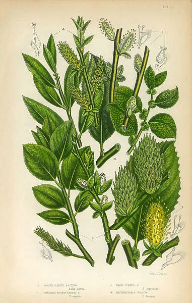 Osier, Willow, Sallow, Dark Leaved Sallow, Victorian Botanical Illustration